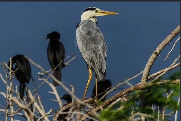 Bird watching at Anawilundawa near Kalpitiya