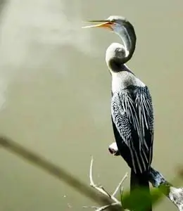 Bird watching near Kalpitiya