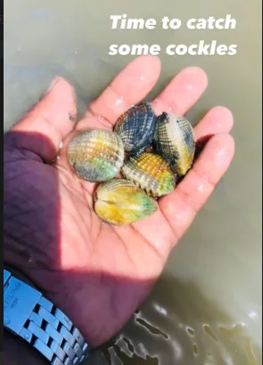 Cockles hunting in Kalpitiya lagoon shallows