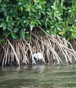 Mangrove exploration by boat in Kalpitiya