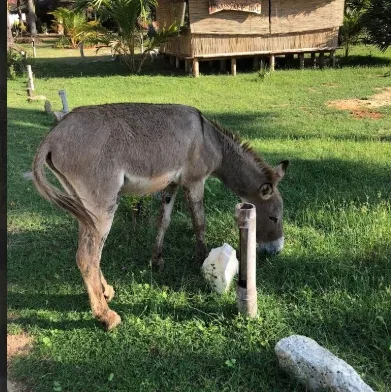 Wild donkeys on the Kalpitiya peninsula road