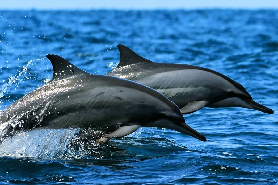 Dolphin watching trip near Kalpitiya